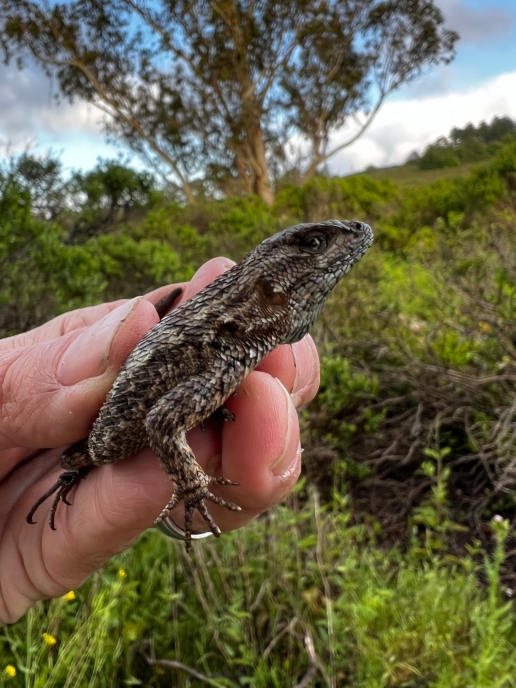 Western Fence Lizard